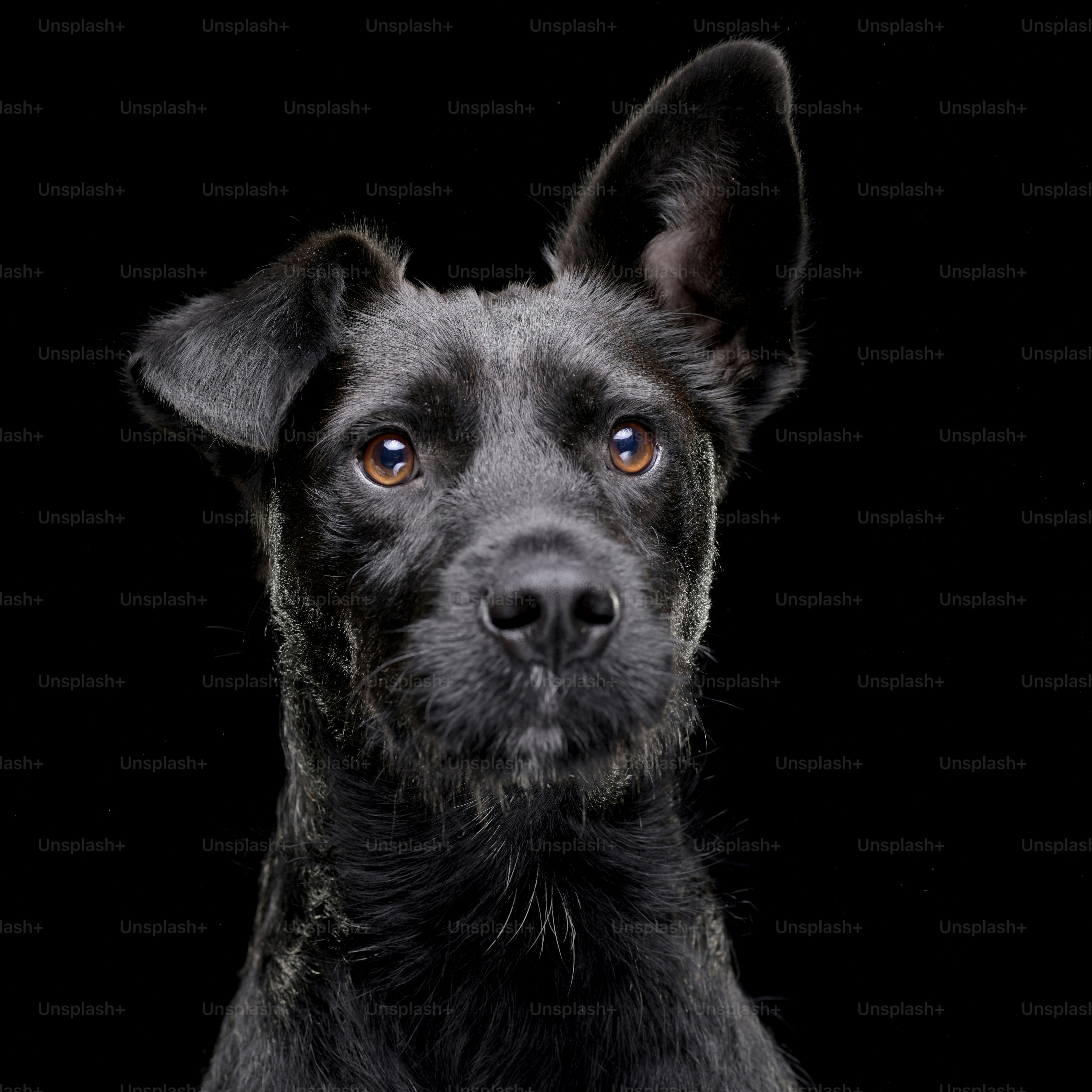 Portrait of an adorable mixed breed dog - isolated on black background